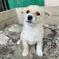 Adele, geb. November 2025, Rumänien