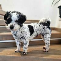 Airin, geb. Januar 2023, Rumänien