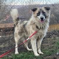 Beth, verträgliche Wuschel-Mix Hündin Beth, verträgliche Wuschel-Mix Hündin