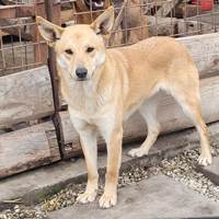 Blondy, geb. November 2022, Rumänien Blondy, geb. November 2022, Rumänien