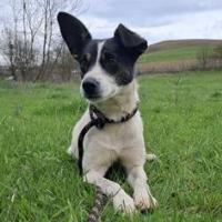 Brighi, geb. Januar 2024, Rumänien Brighi, geb. Januar 2024, Rumänien