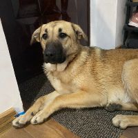 Buttercup - junge Hündin 0