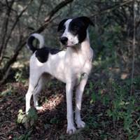 Buttons, geb. Februar 2023, Rumänien Buttons, geb. Februar 2023, Rumänien