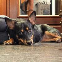 Chia, geb. März 2025, Pflegestelle in 25492 Heist Chia, geb. März 2025, Pflegestelle in 25492 Heist