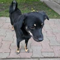 Chica, geb. März 2025, Rumänien Chica, geb. März 2025, Rumänien