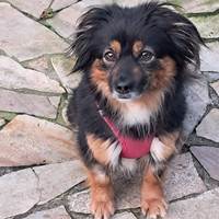 Dolores, geb. Januar 2021, Pflegestelle in 25436 Uetersen