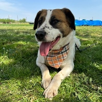 Elsa, geb. 2017, Rumänien Elsa, geb. 2017, Rumänien