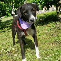 Eria, geb. Mai 2024, Rumänien - Hündin 45 cm Eria, geb. Mai 2024, Rumänien - Hündin 45 cm