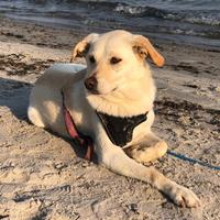 Evelyn, geb. Januar 2023, in Pflegestelle in Pinneberg Evelyn, geb. Januar 2023, in Pflegestelle in Pinneberg