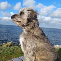 Ivette, März 2021, Pflegestelle in 32361 Preussisch Oldendorf Ivette, März 2021, Pflegestelle in 32361 Preussisch Oldendorf