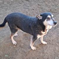 Kami, geb. 2014, Rumänien Kami, geb. 2014, Rumänien