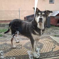 Kami, geb. 2014, Rumänien Kami, geb. 2014, Rumänien