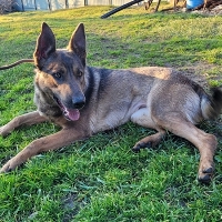 Kiara, geb. 2019, Rumänien