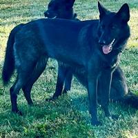 Kira, geb. Januar 2023, in 50389 Wesseling