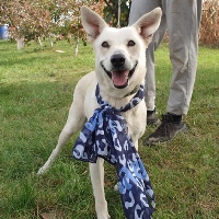 Lady, geb. März 2020, Rumänen Lady, geb. März 2020, Rumänen