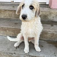 Leila - tolles Hundemädel Leila - tolles Hundemädel