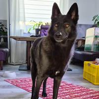 Lexa, geb. Januar 2023, in 50389 Wesseling Lexa, geb. Januar 2023, in 50389 Wesseling