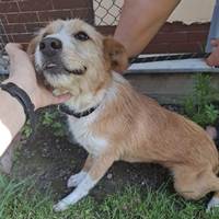 Lizzy, geb. Juni 2020, kleinere Hündin