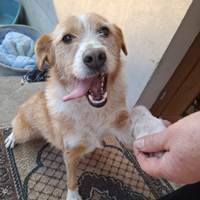 Lizzy - tolle Huendin