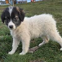 Malibu, geb. Oktober 2025, Rumänien Malibu, geb. Oktober 2025, Rumänien