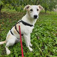 Margarita wünscht sich endlich ein Zuhause. Margarita wünscht sich endlich ein Zuhause.