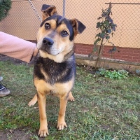 Marnie, geb. August 2023, Rumänien Marnie, geb. August 2023, Rumänien