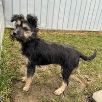 Milly, geb. November 2025, Rumänien Milly, geb. November 2025, Rumänien