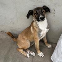 Miriam, geb. April 2025, Rumänien - Junghündin