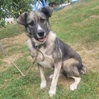 Misty, geb. Januar 2021, Rumänien Misty, geb. Januar 2021, Rumänien