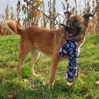 Mona, geb. 2018, Rumänien Mona, geb. 2018, Rumänien