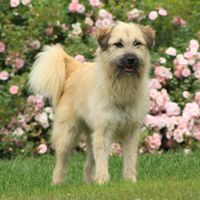 Nahia, geb. April 2022, Pflegestelle in Hüllhorst Nahia, geb. April 2022, Pflegestelle in Hüllhorst