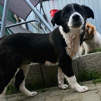 Nyra, geb. November 2024, Rumänien Nyra, geb. November 2024, Rumänien