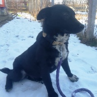 Pallina, geb. August 2022, Rumänien Pallina, geb. August 2022, Rumänien