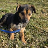 Pewee, geb. 2024, Rumänien