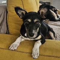 Pia, geb. September 2023, Rumänien Pia, geb. September 2023, Rumänien