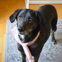 Pacey, geb. Januar 2021, Rumänien Pacey, geb. Januar 2021, Rumänien