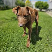 Renata, geb. 2016, Rumänien Renata, geb. 2016, Rumänien