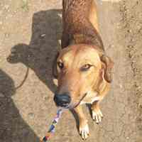 Rosé, geb. Oktober 2022, liebe Hündin