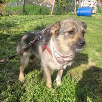 Samira, November 2023, Rumänien Samira, November 2023, Rumänien