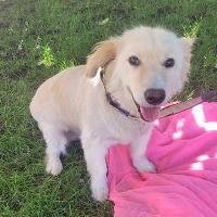 Sandy, geb. Juli 2020, Pflegestelle in Pinneberg Sandy, geb. Juli 2020, Pflegestelle in Pinneberg