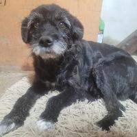 Smy, geb. 2017, Rumänien - 40 cm groß - kastriert