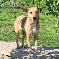 Sofy, geb. November 2024, Rumänien Sofy, geb. November 2024, Rumänien