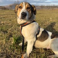 Tammy, geb. Januar 2018, Rumänien Tammy, geb. Januar 2018, Rumänien