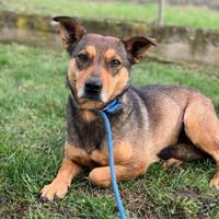 Tara, geb. Juni 2018, Rumänien - kleine Hündin Tara, geb. Juni 2018, Rumänien - kleine Hündin