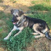 Tila, geb. Februar 2025, Rumänien Tila, geb. Februar 2025, Rumänien