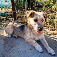 Tracey, geb. Mai/Juni 2023, Rumänien Tracey, geb. Mai/Juni 2023, Rumänien