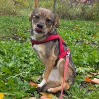 Simba, geb. November 2023, Rumänien Simba, geb. November 2023, Rumänien