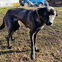 Zaya, geb. Juli 2021, Rumänien Zaya, geb. Juli 2021, Rumänien