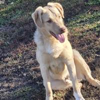 Junger Rüde - Elmo, geb. März 2025, Rumänien