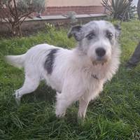 Madox - toller junger Rüde Madox - toller junger Rüde